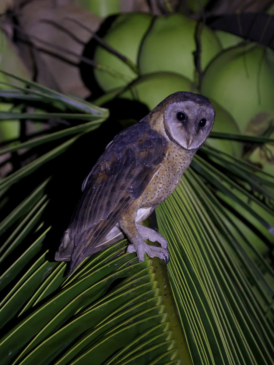 Сулавесская сипуха - ML646594054