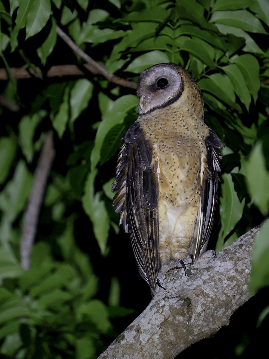 Сулавесская сипуха - ML646594056