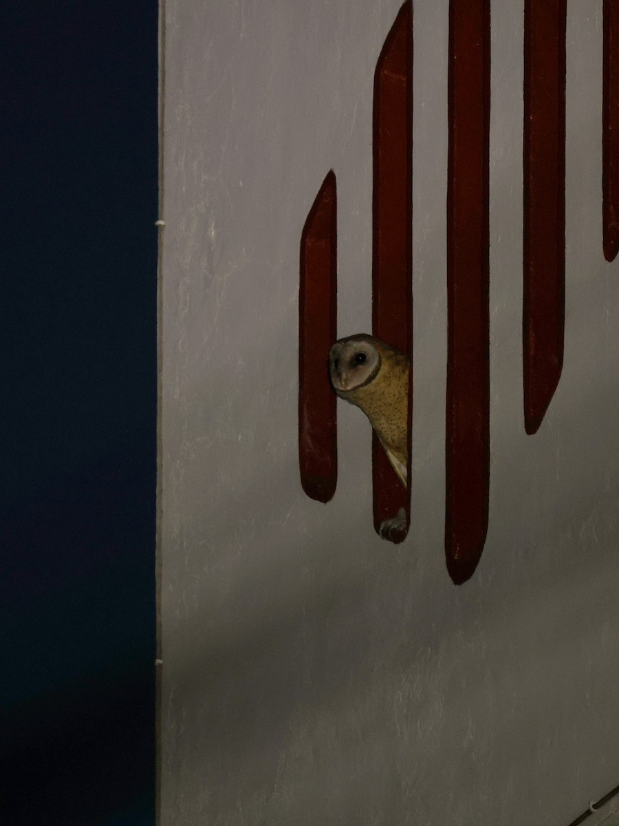 Сулавесская сипуха - ML646594057