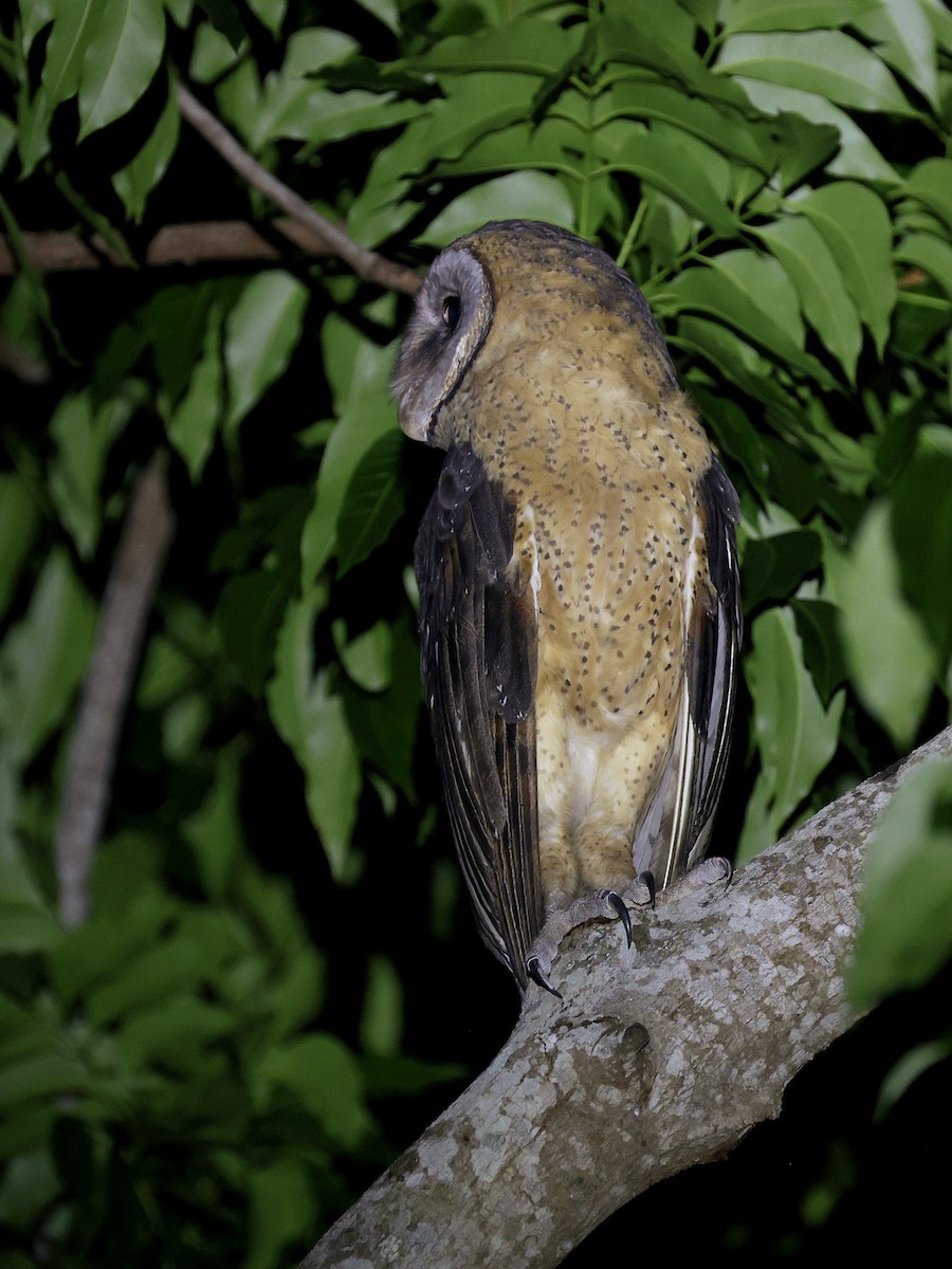 Сулавесская сипуха - ML646594058