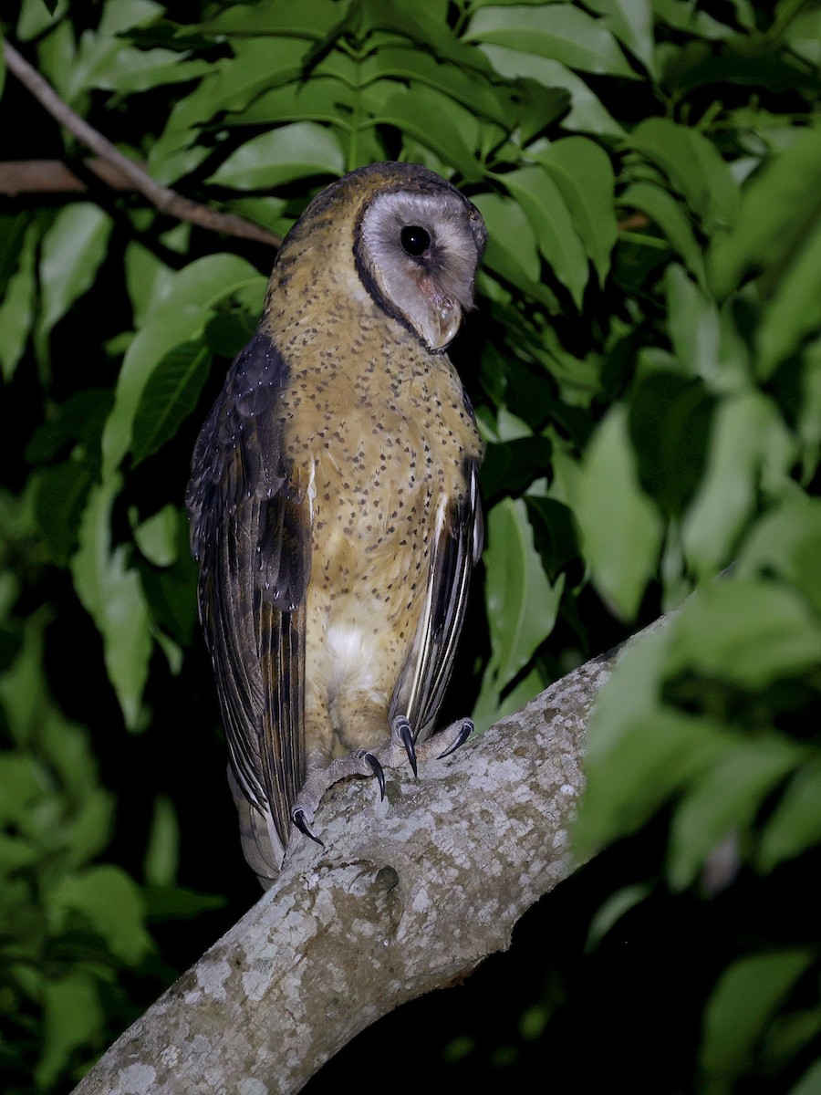 Сулавесская сипуха - ML646594059