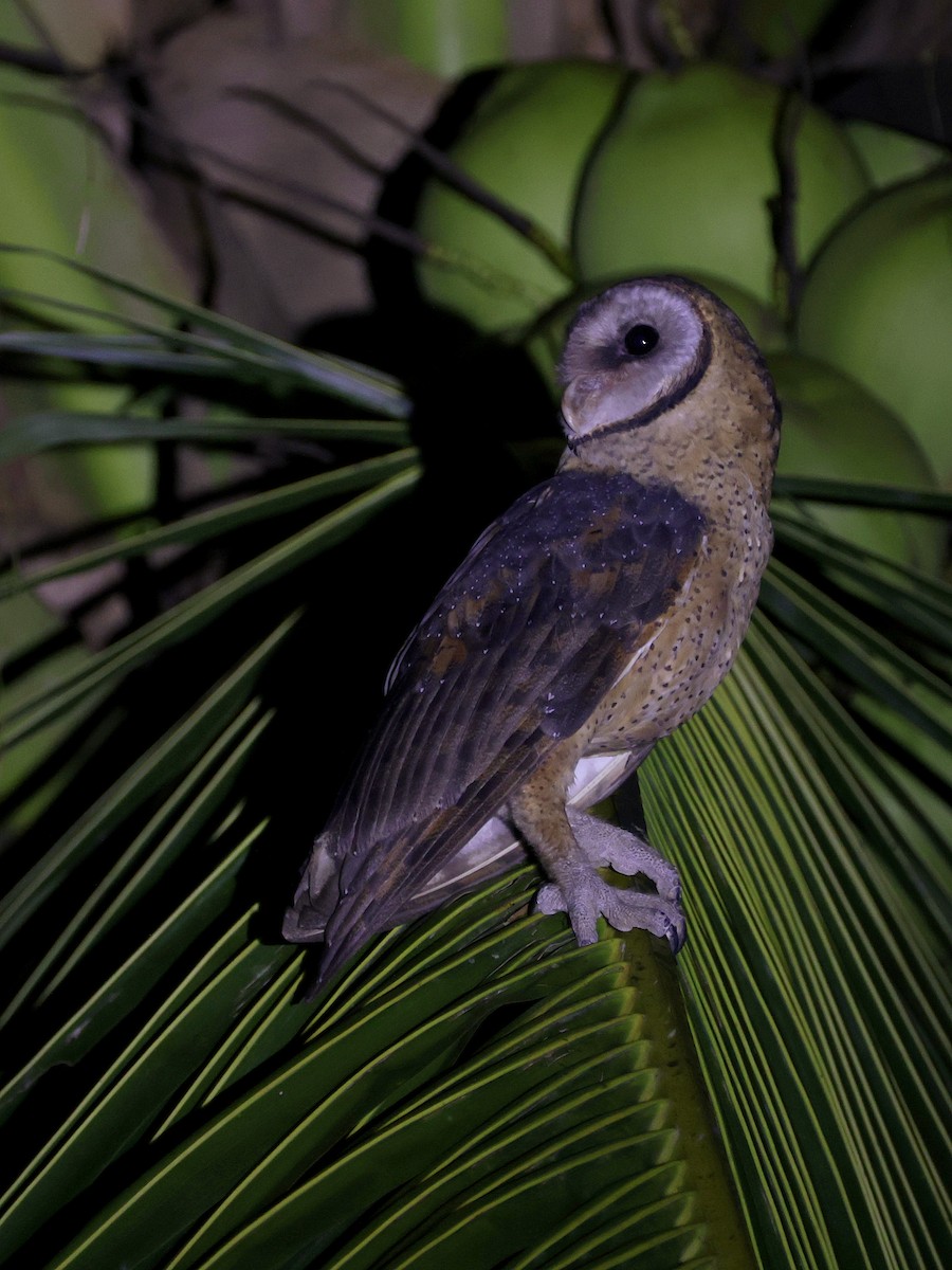 Сулавесская сипуха - ML646594060