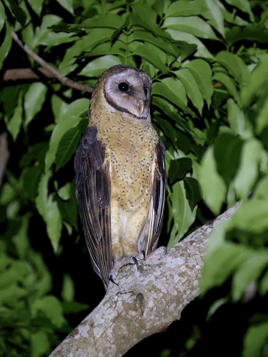 Сулавесская сипуха - ML646594061