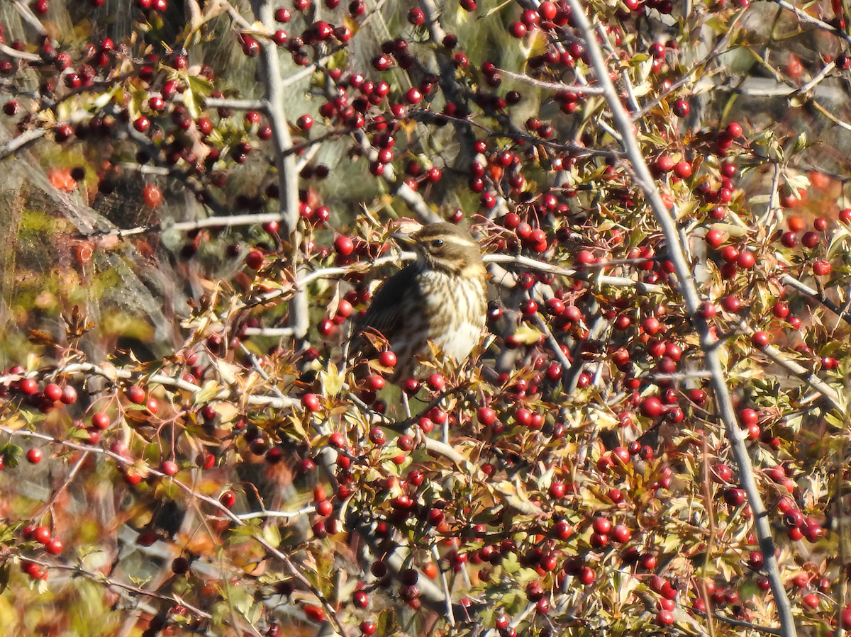Redwing - ML646594062