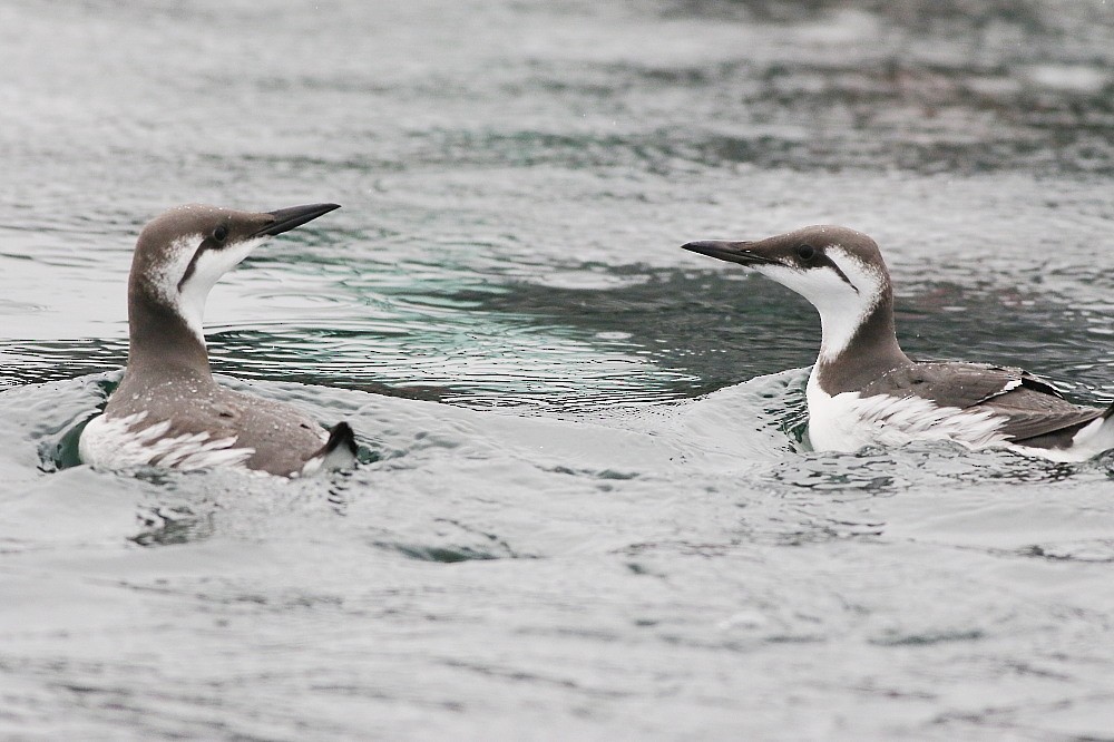 崖海鴉 - ML646594064