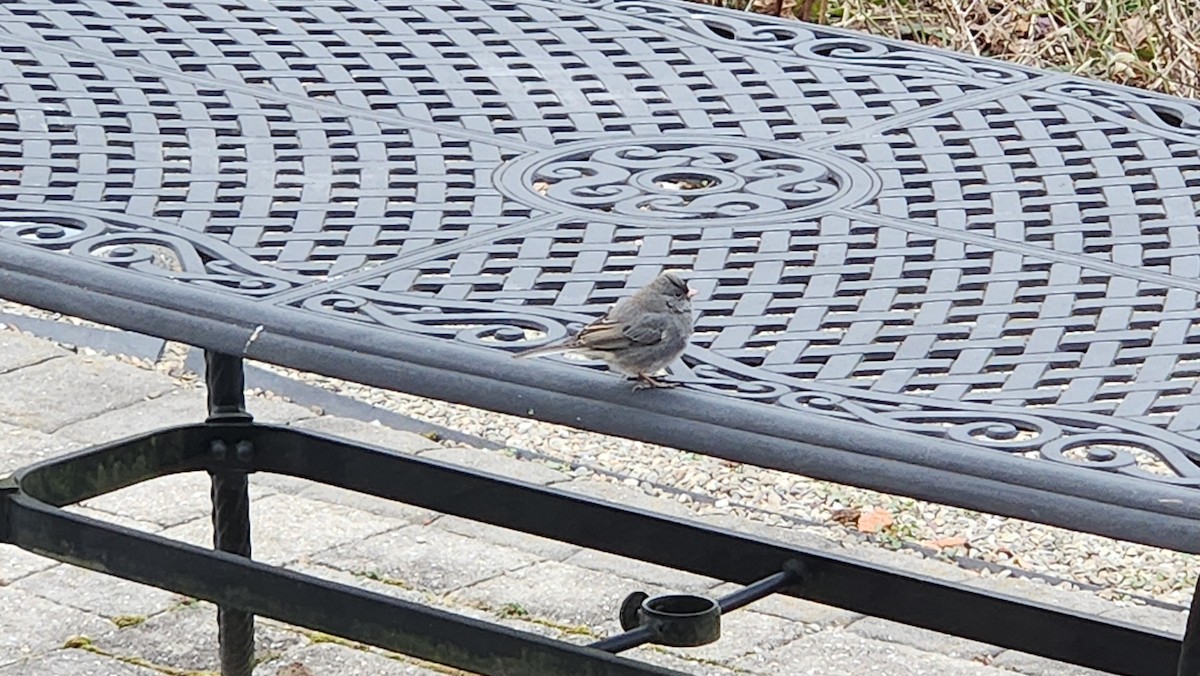Dark-eyed Junco - ML646594065