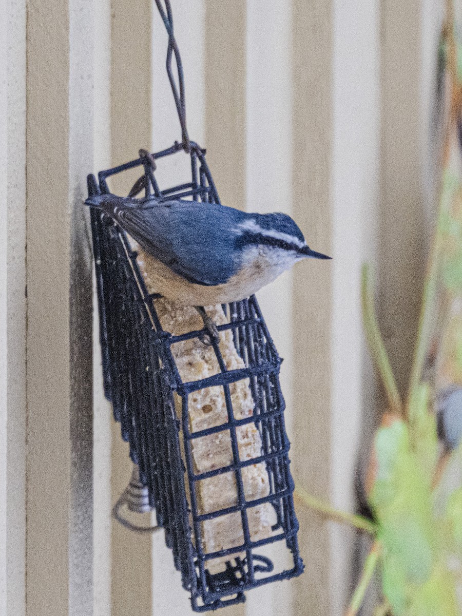 Red-breasted Nuthatch - ML646594066