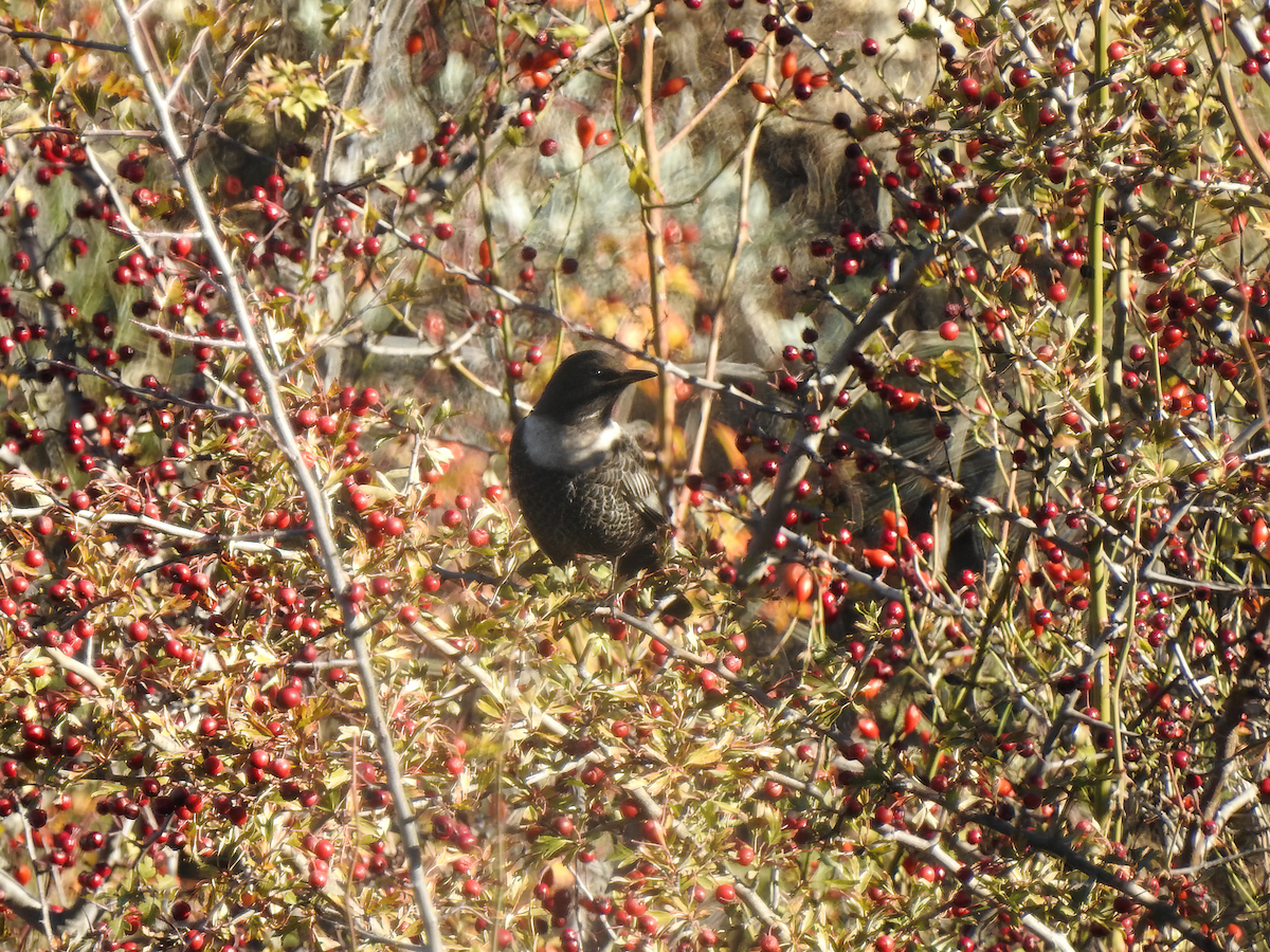 Ring Ouzel - ML646594067