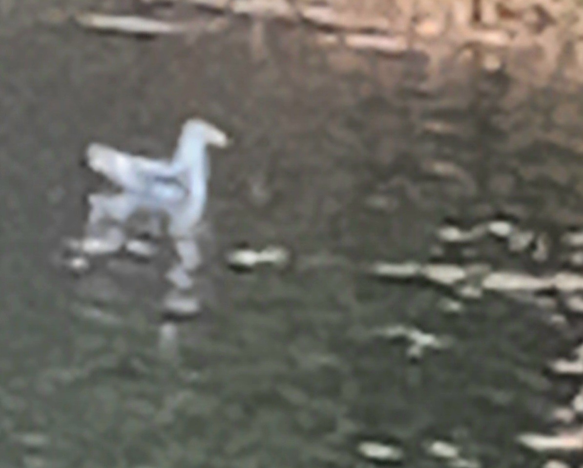 racek sp. - ML646594068