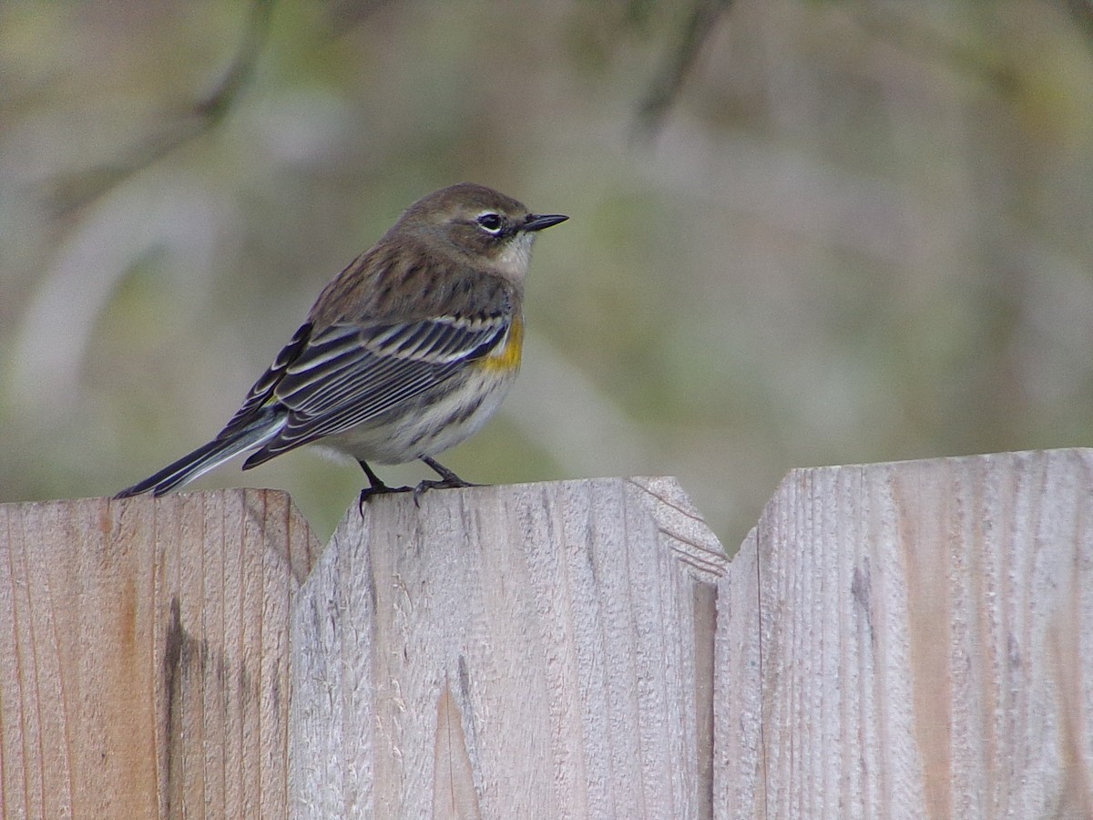 Yellow-rumped Warbler (Myrtle) - ML646594073
