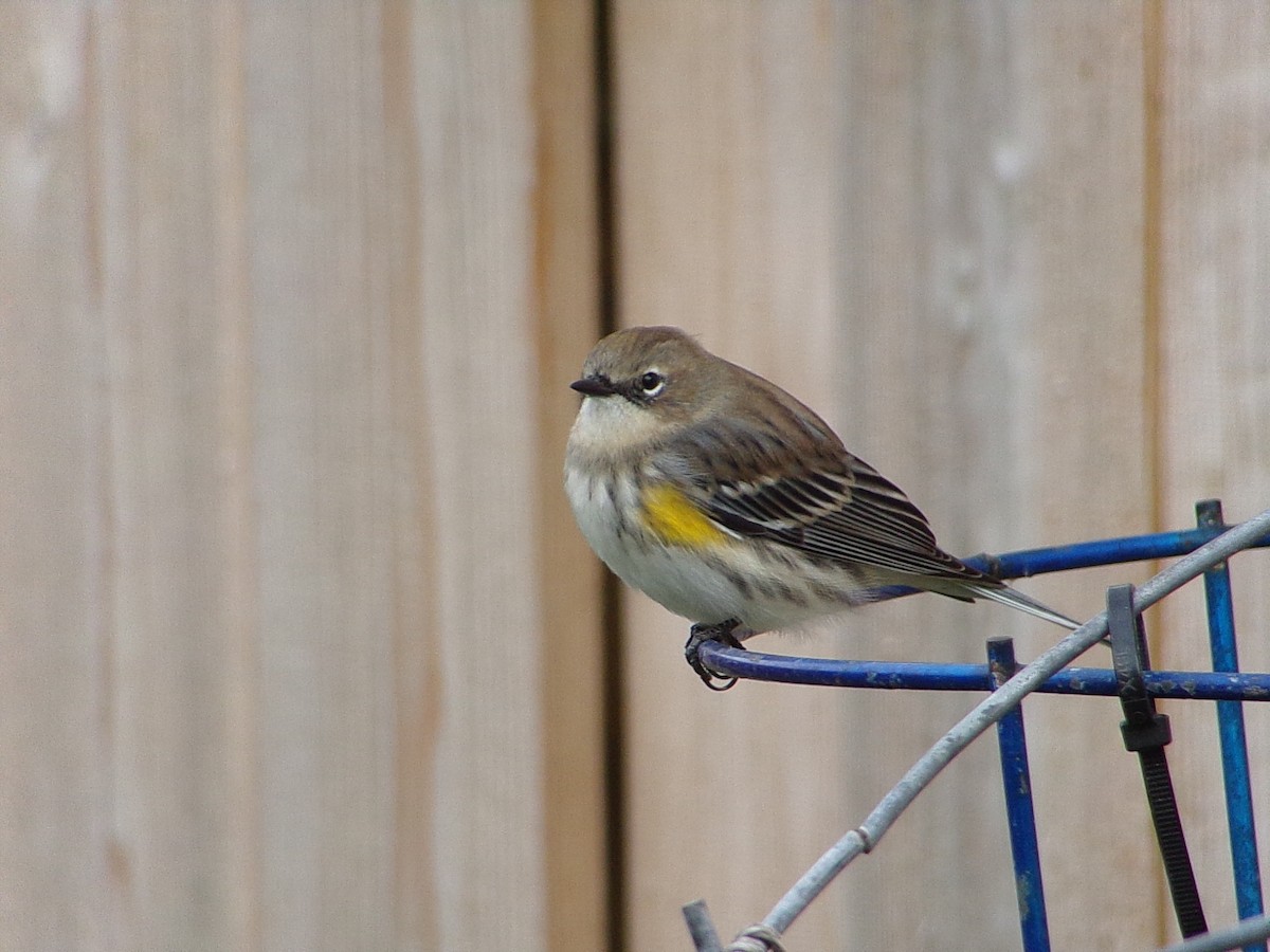 Yellow-rumped Warbler (Myrtle) - ML646594075