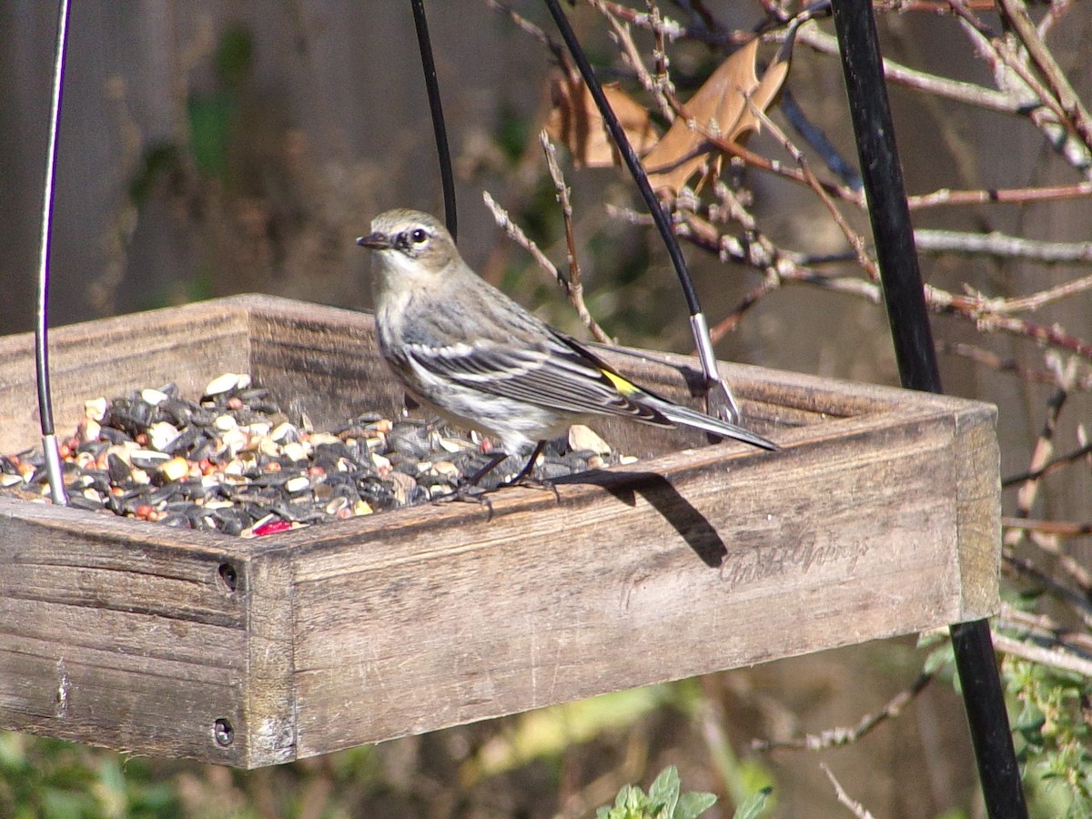 Yellow-rumped Warbler (Myrtle) - ML646594078