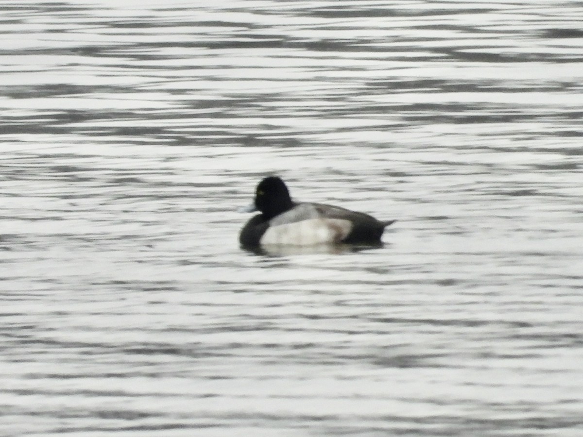 Lesser Scaup - ML646594080