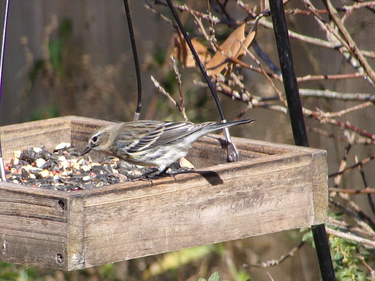 Yellow-rumped Warbler (Myrtle) - ML646594081