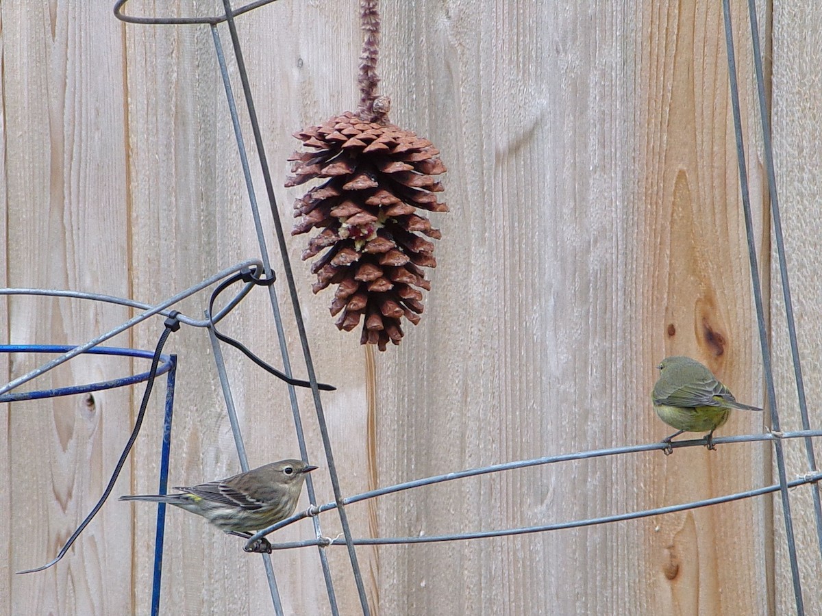 Yellow-rumped Warbler (Myrtle) - ML646594082