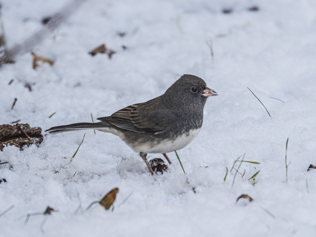 strnadec zimní - ML646594083