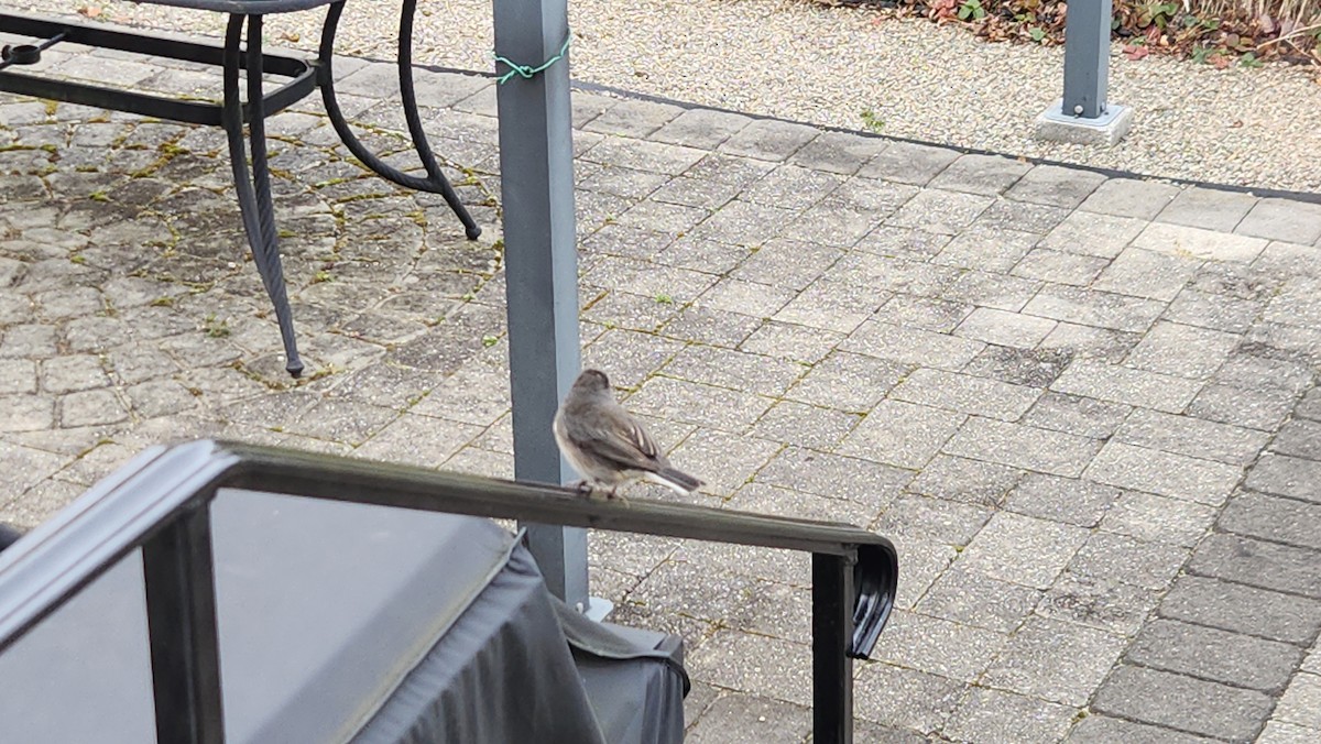 Dark-eyed Junco - ML646594084