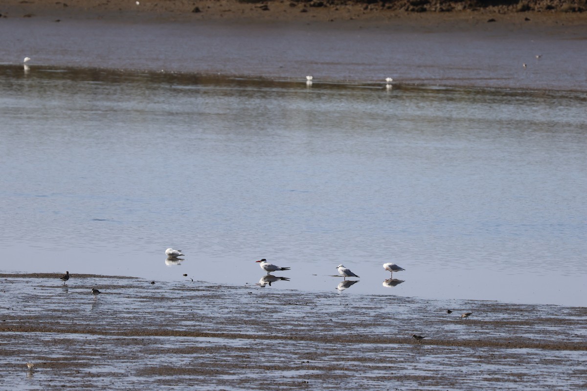 Чеграва - ML646594086