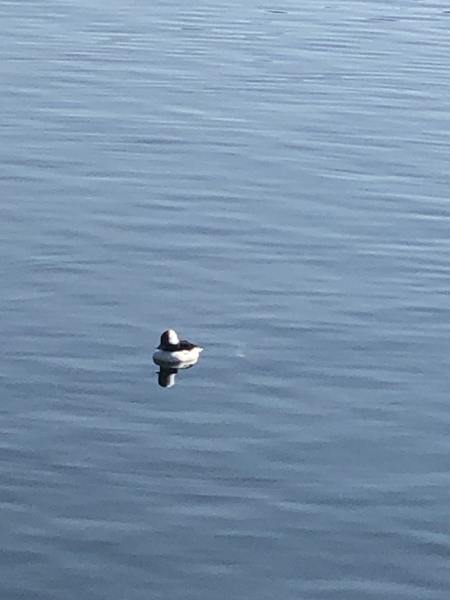 Bufflehead - ML646594087