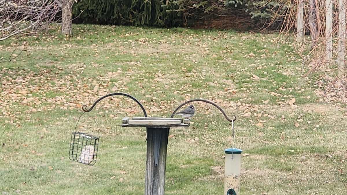 strnadec zimní - ML646594100