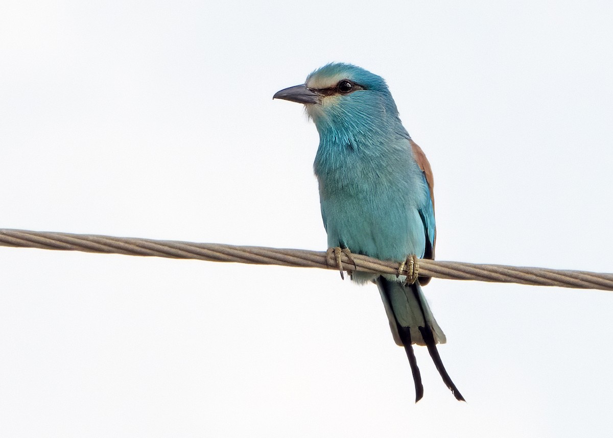 Abyssinian Roller - ML646594102