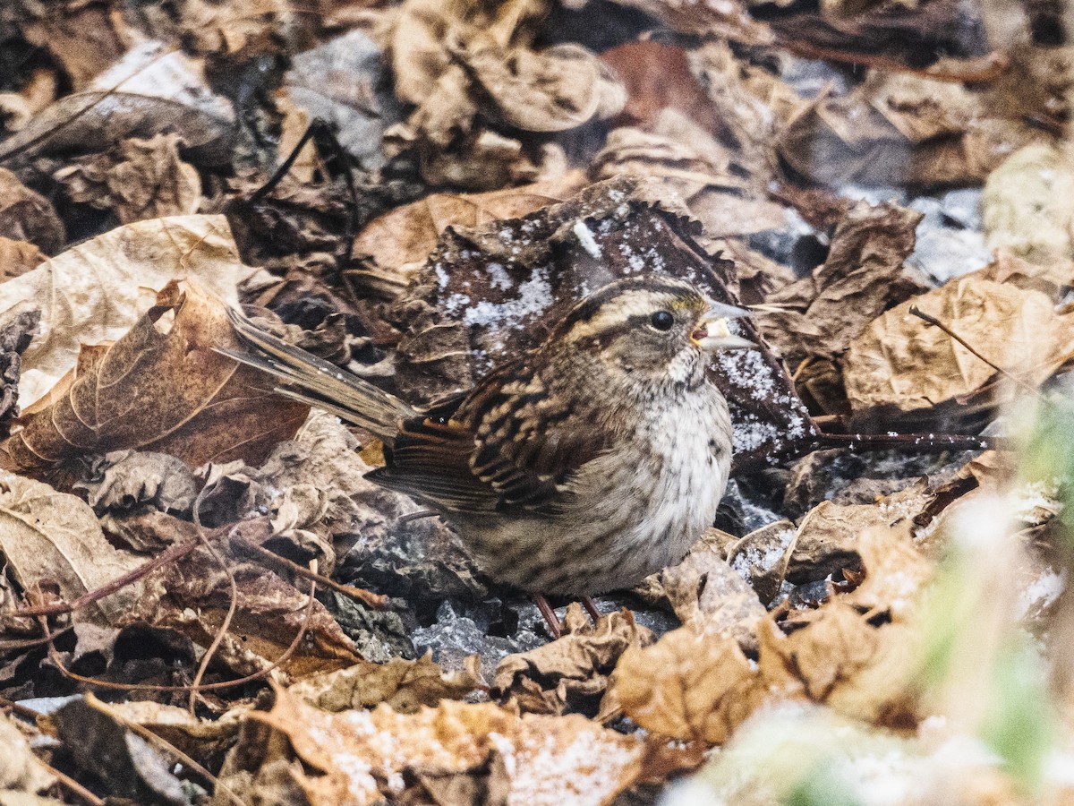 White-throated Sparrow - ML646594103