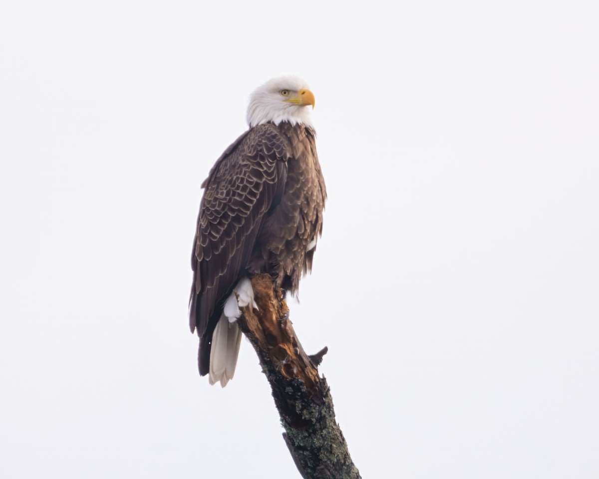 Pygargue à tête blanche - ML646594105
