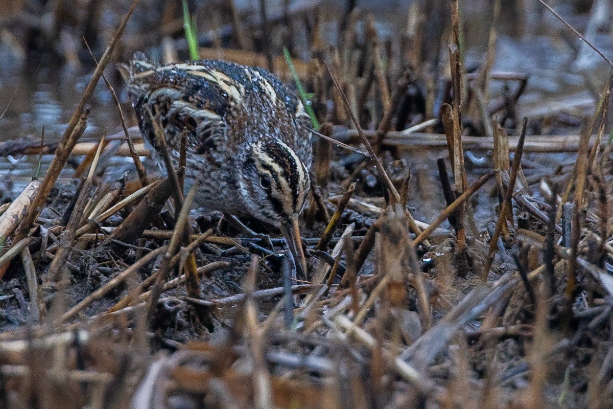 Zwergschnepfe - ML646594106