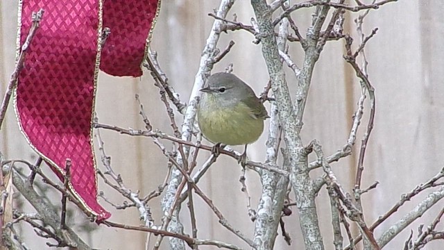 Orange-crowned Warbler - ML646594107