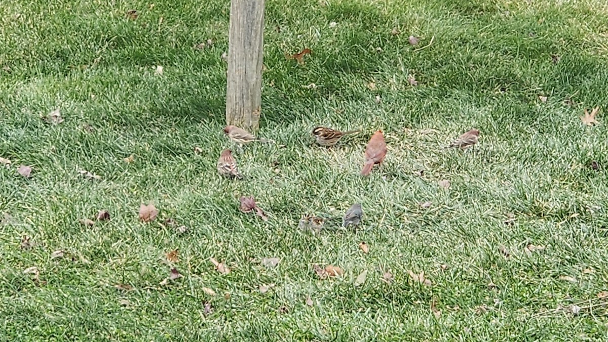 Northern Cardinal - ML646594108