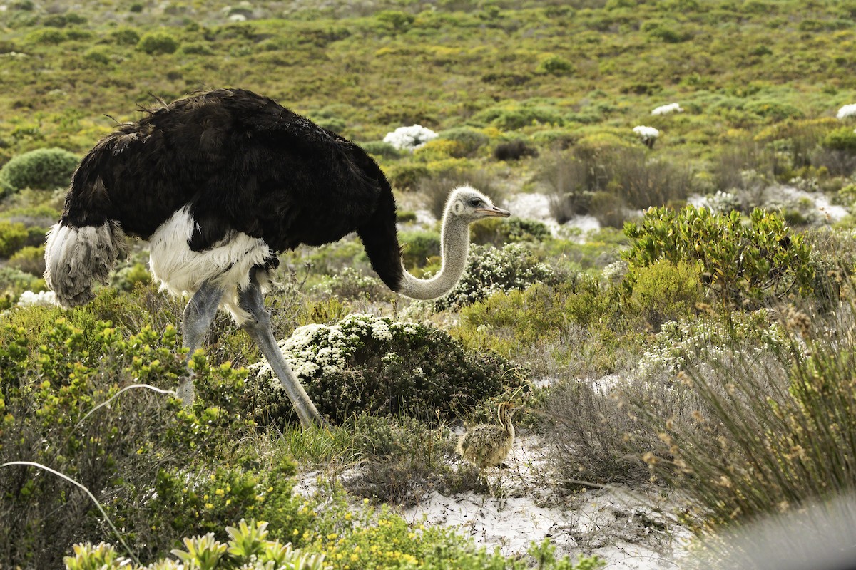 Африканский страус - ML646594109