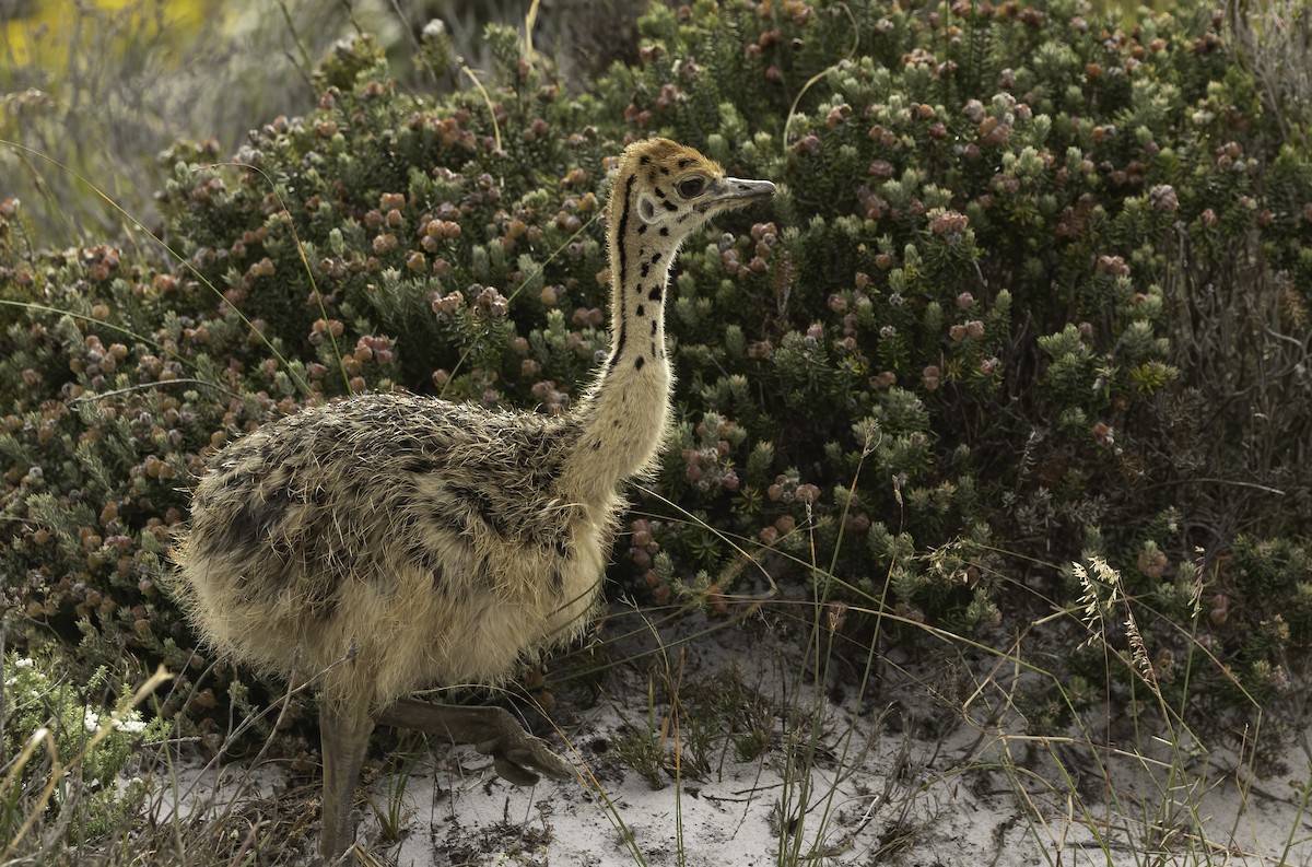 Африканский страус - ML646594110