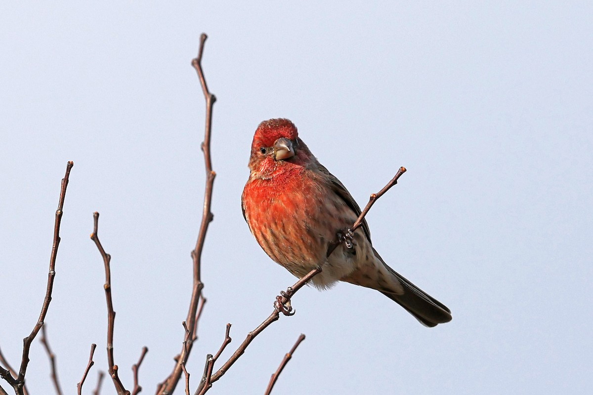 House Finch - ML646594112