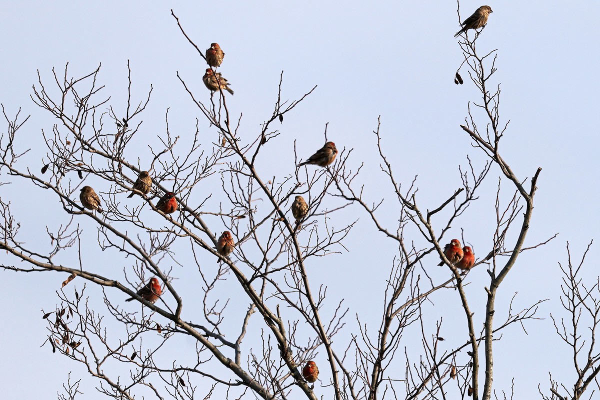 Мексиканская чечевица - ML646594113