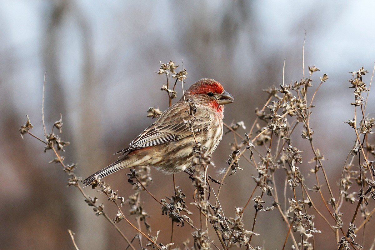 Мексиканская чечевица - ML646594114
