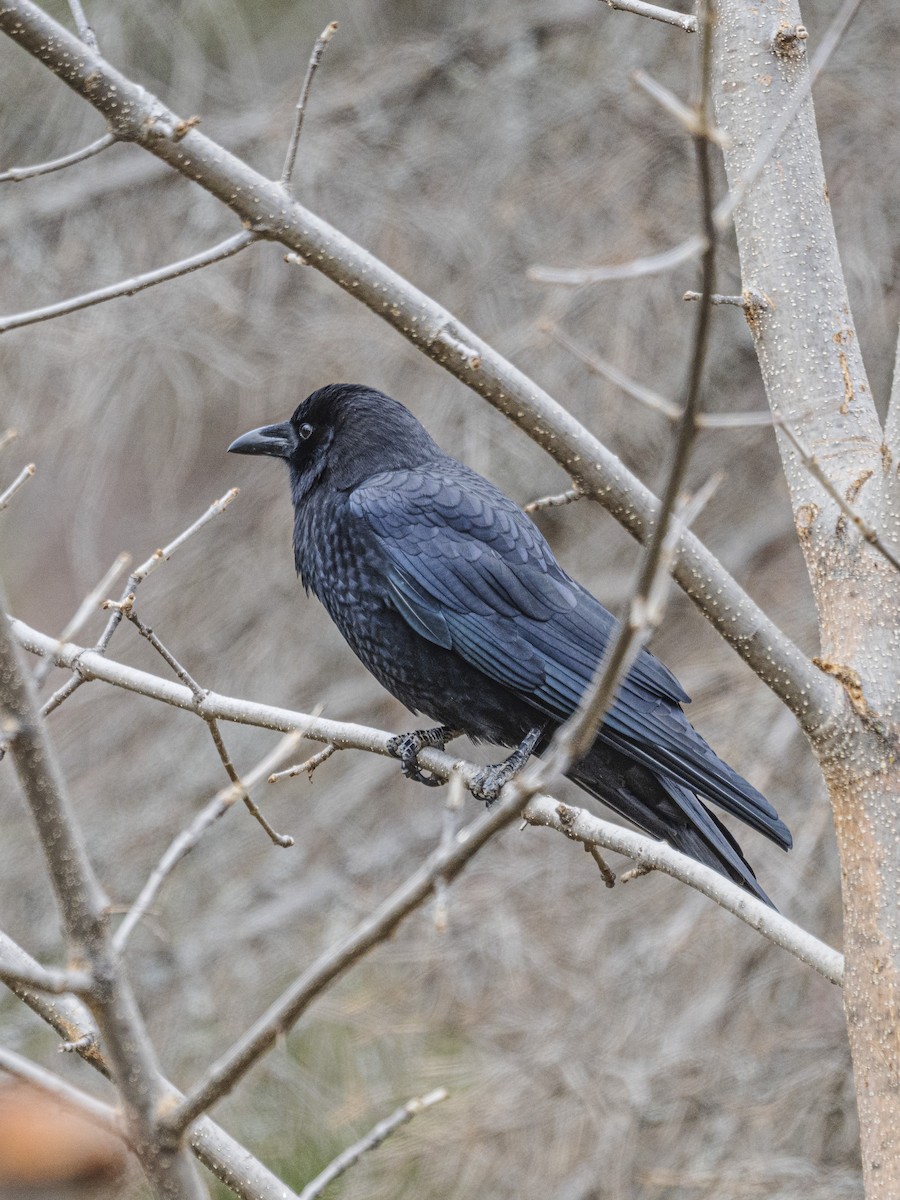 American Crow - ML646594115