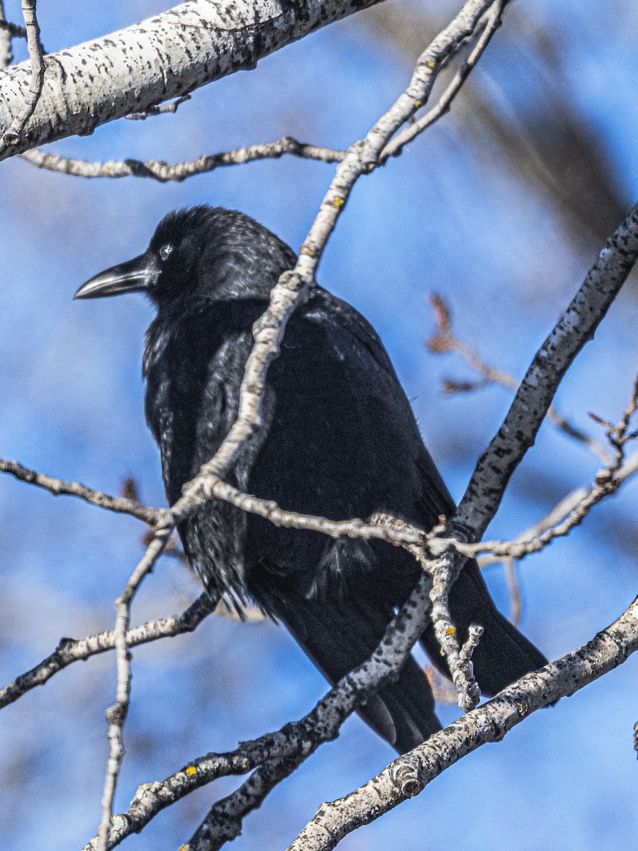 American Crow - ML646594116