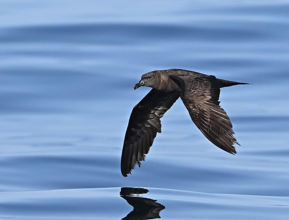 Персидский штормовик - ML646594117