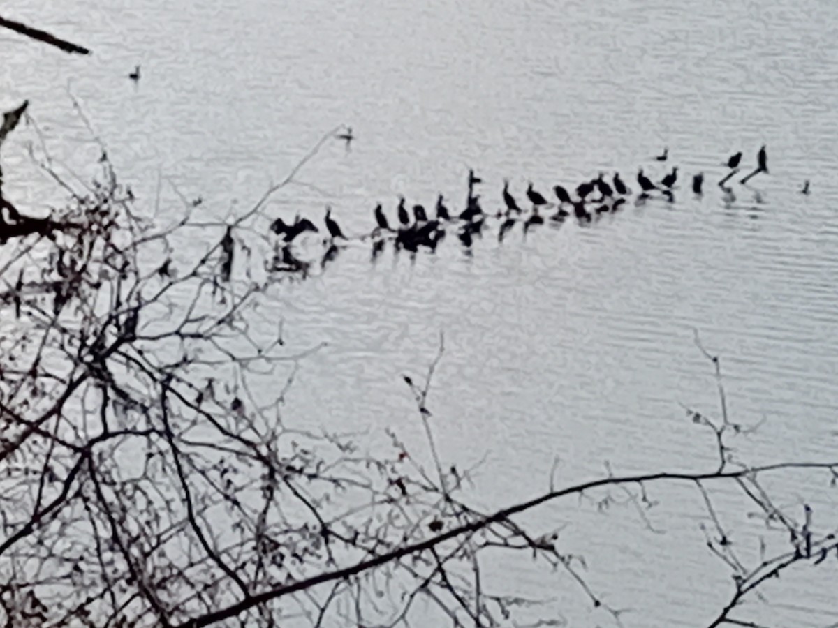 Ушастый баклан - ML646594118