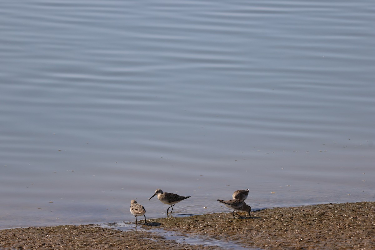 Чернозобик - ML646594119