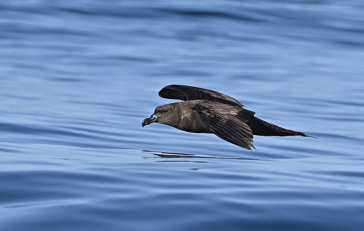 Персидский штормовик - ML646594120