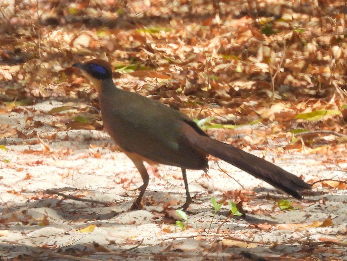 Рыжеголовая тивука - ML646594121