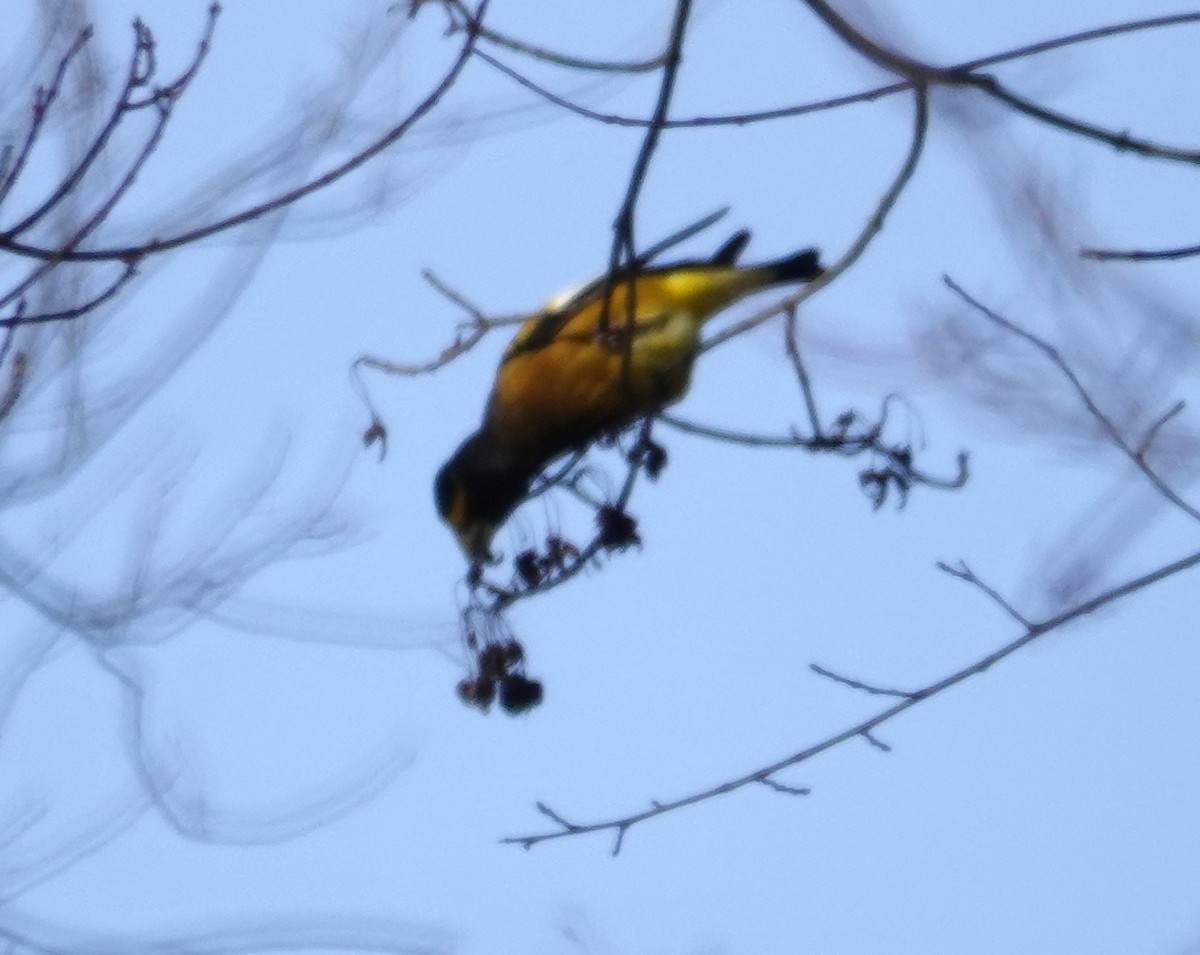 Вечерний дубонос (type 3) - ML646594122