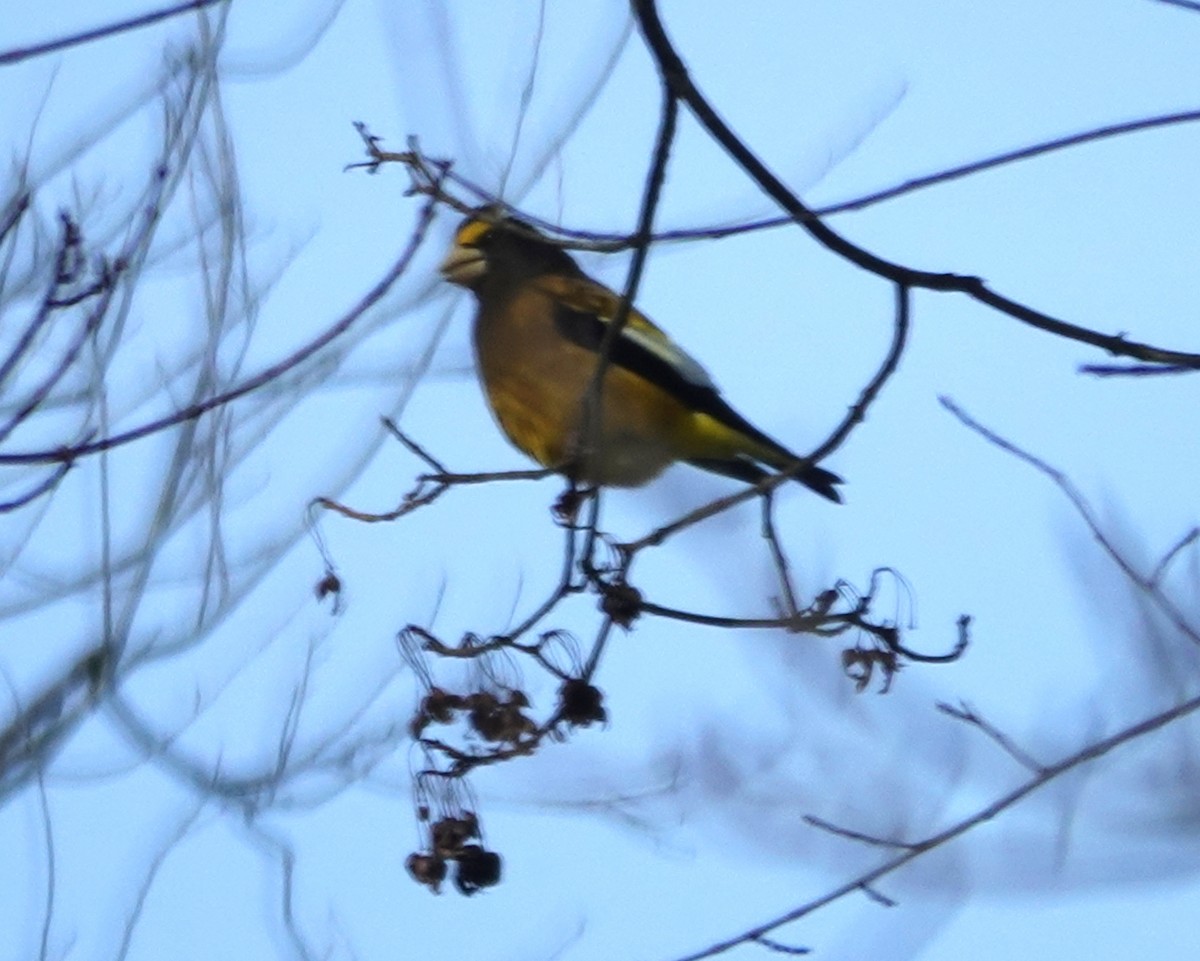 Вечерний дубонос (type 3) - ML646594123