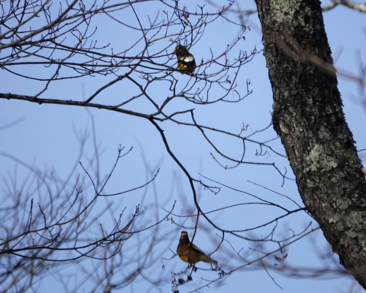 Вечерний дубонос (type 3) - ML646594124