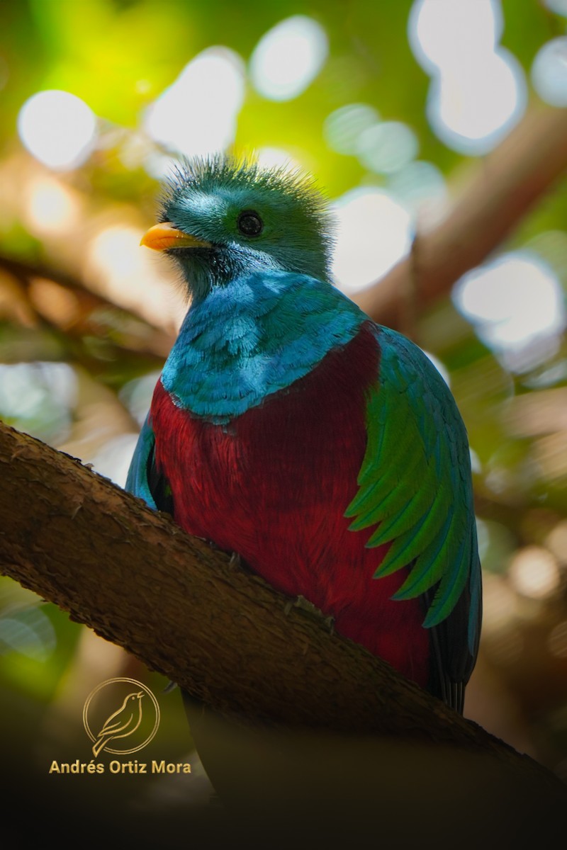 Кетцаль - ML646594125