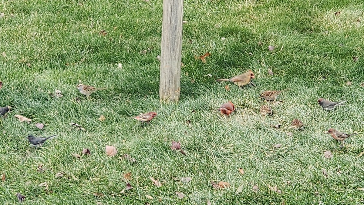 Красный кардинал - ML646594126