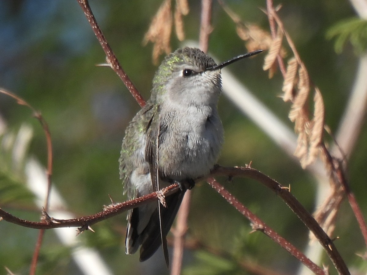 Фиалковый калипсо - ML646594127