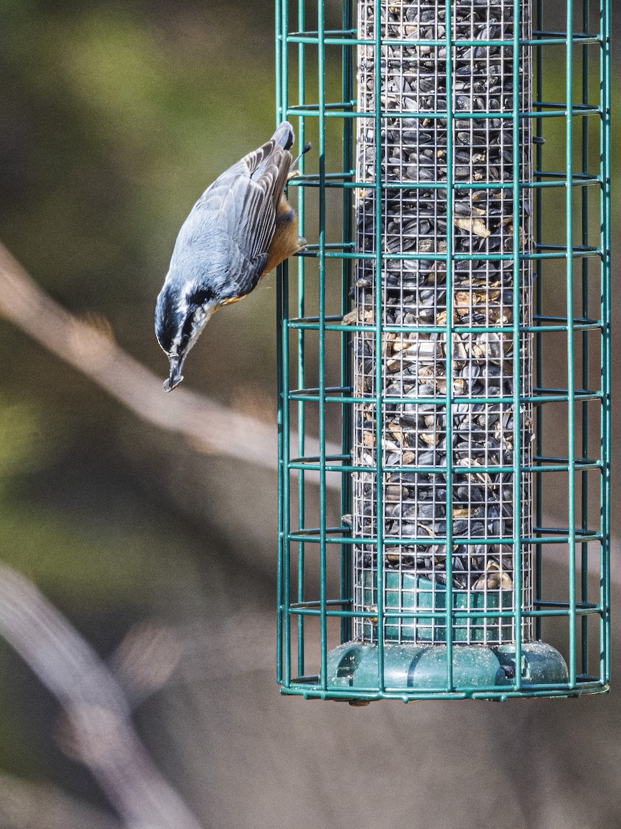 Канадский поползень - ML646594128