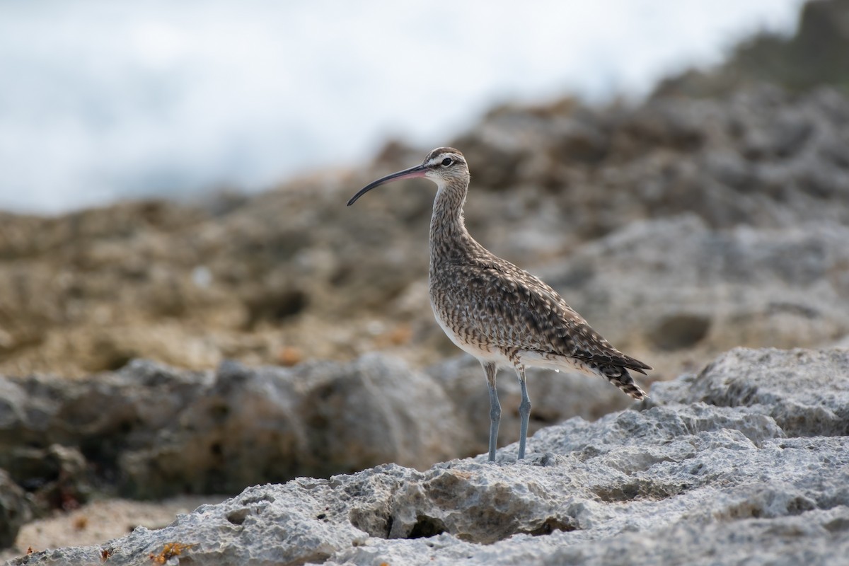 Hudsonian Whimbrel - ML646594129